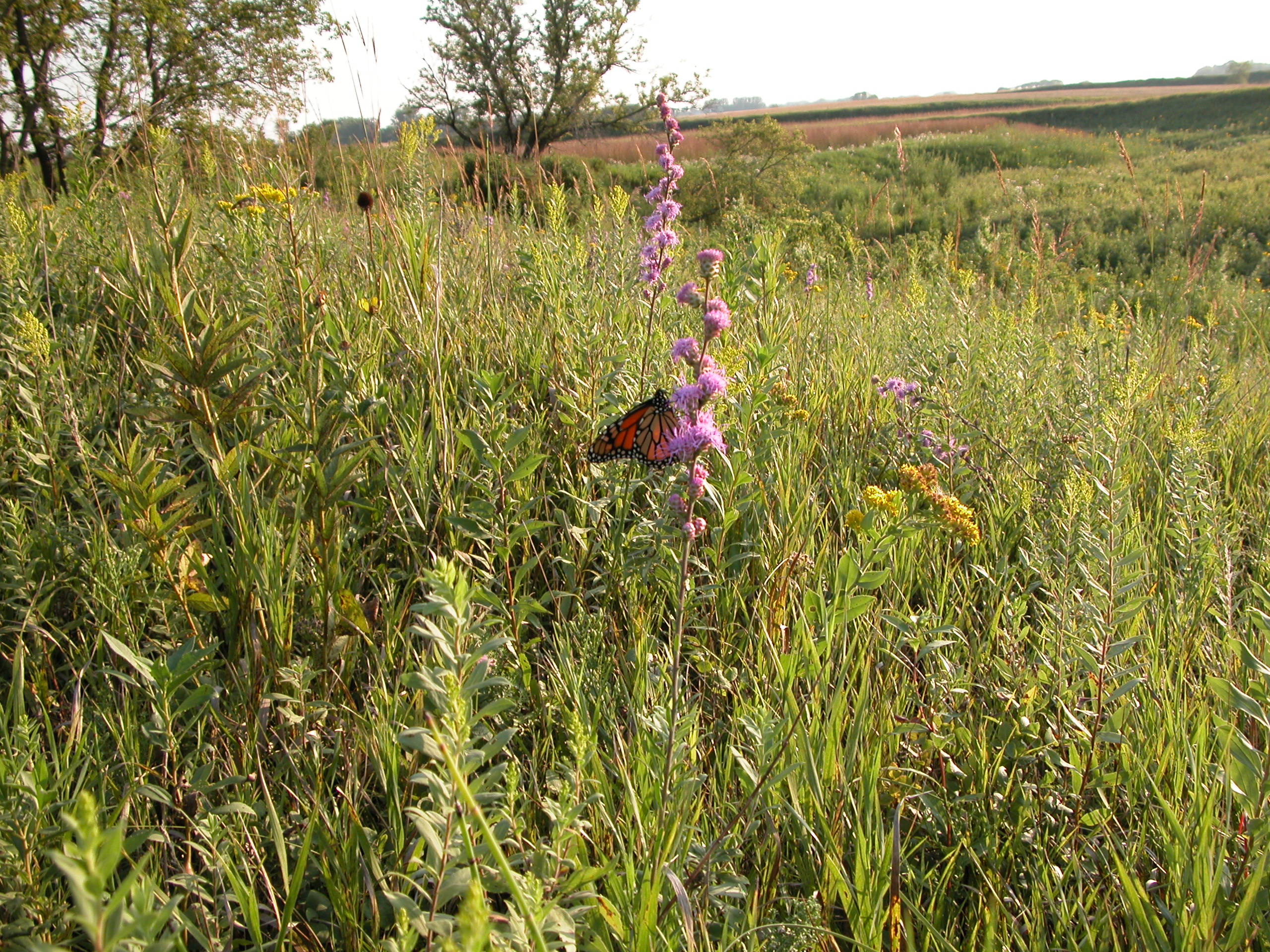 Meadow_BlazingStar_3.JPG